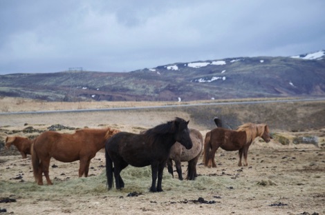 Eldhestar, Iceland